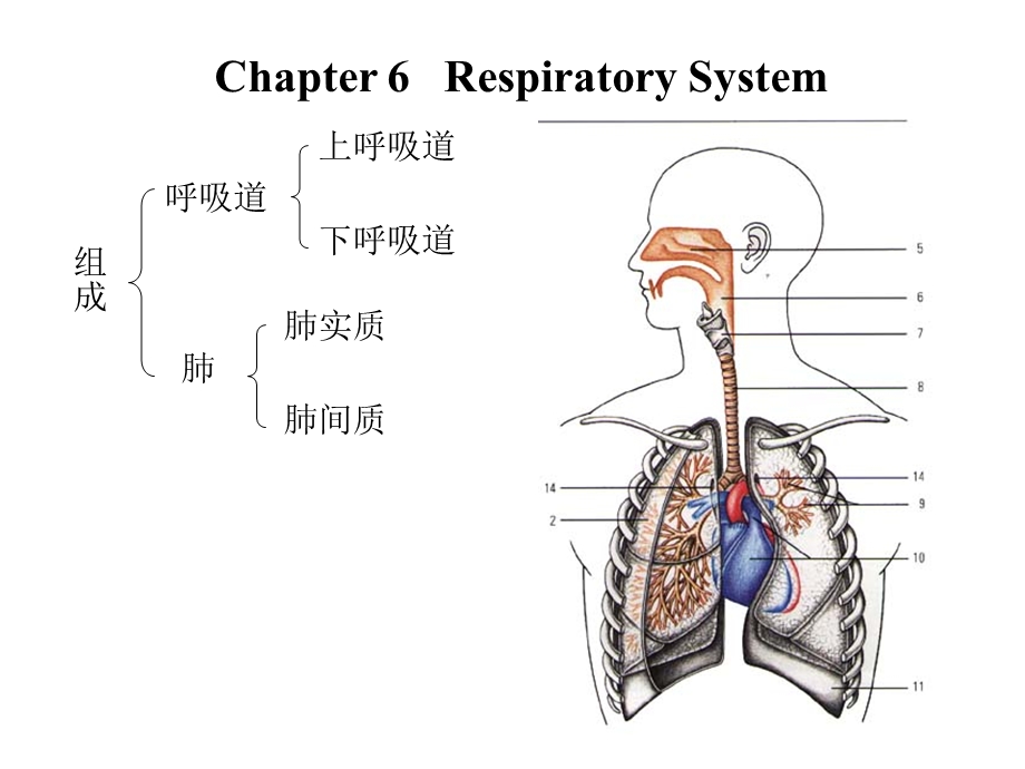《呼吸系统解剖》PPT课件.ppt_第2页