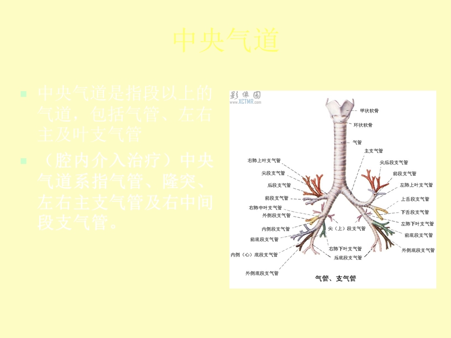 《中央气道狭窄》PPT课件.ppt_第2页