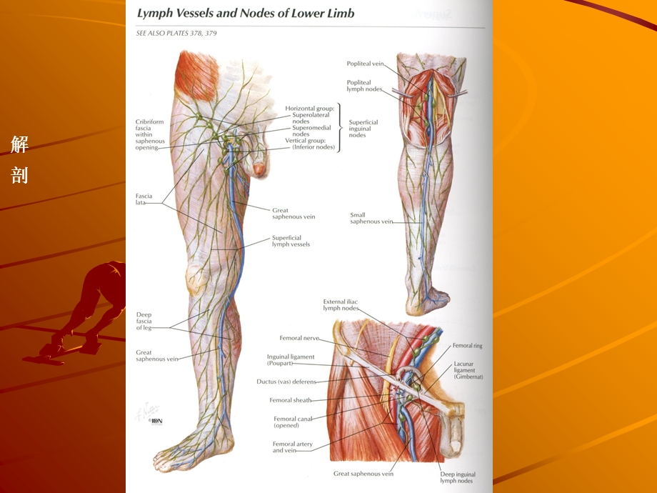 《下肢静脉造影》PPT课件.ppt_第2页