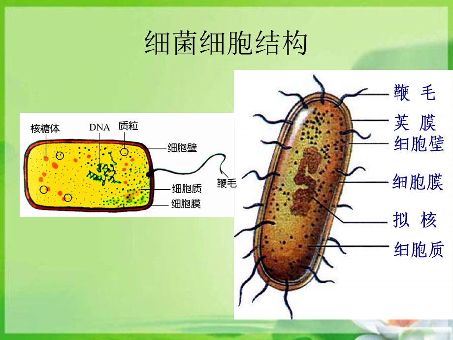 《原核细胞》PPT课件.ppt_第2页