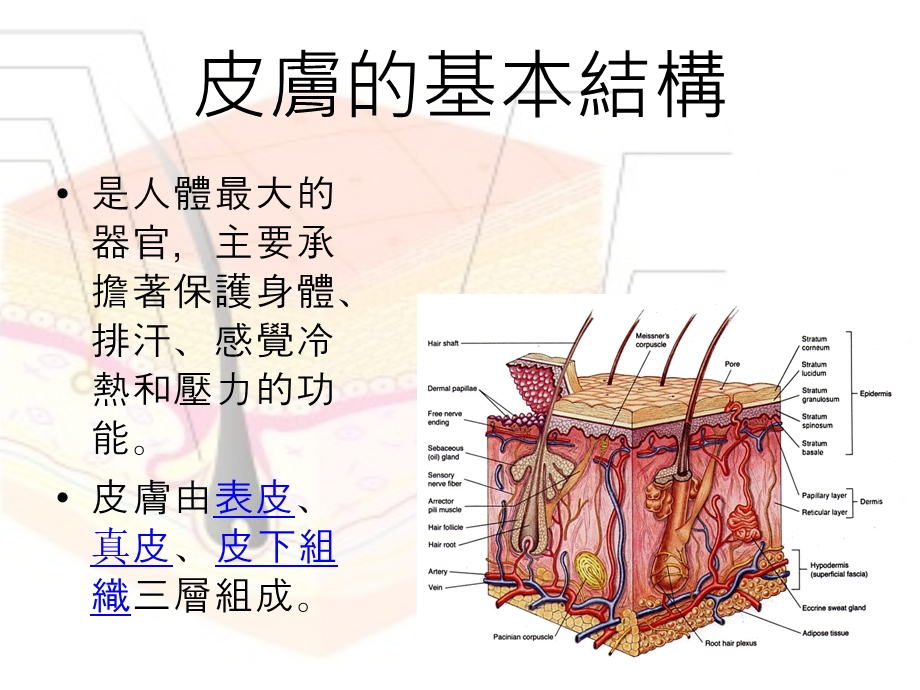 皮肤日常护理.ppt_第2页