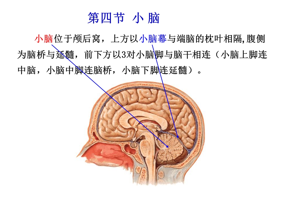 《小脑研究生》PPT课件.ppt_第1页