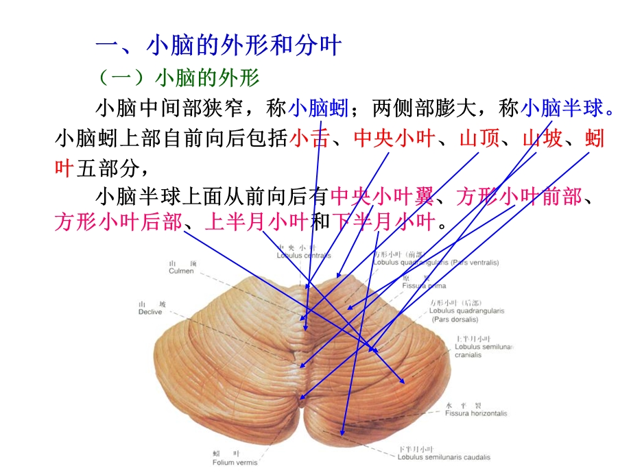 《小脑研究生》PPT课件.ppt_第3页