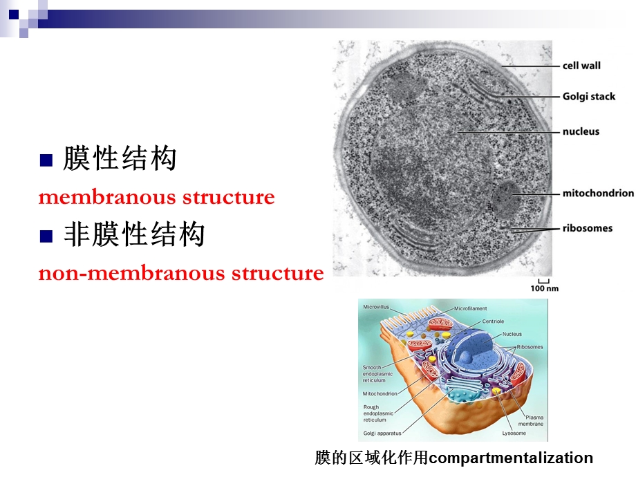 细胞基本结构1.ppt_第3页