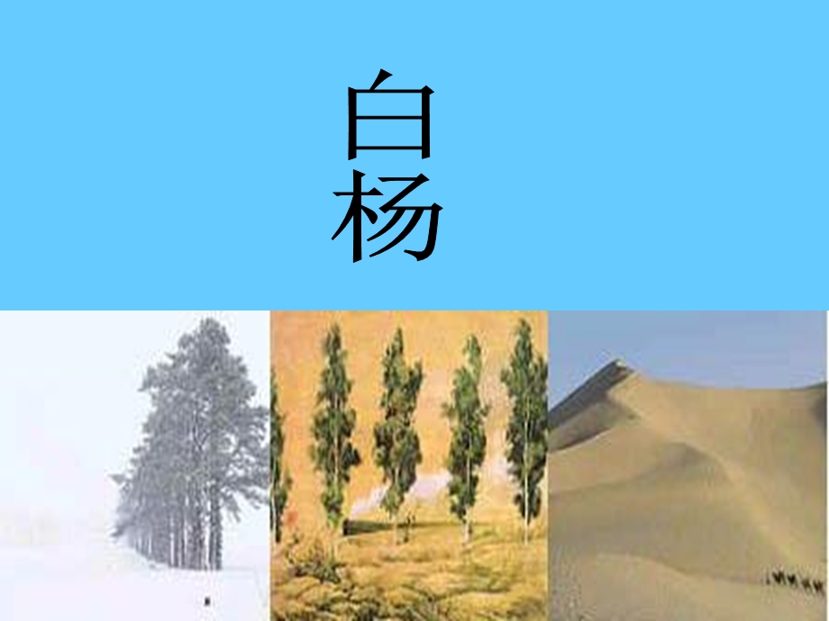 《小学语文白杨》PPT课件.ppt_第1页