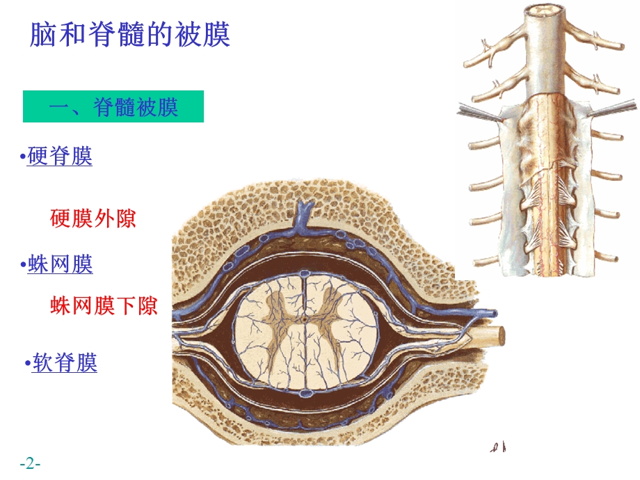 中枢N系统被膜、血管、循环.ppt_第2页