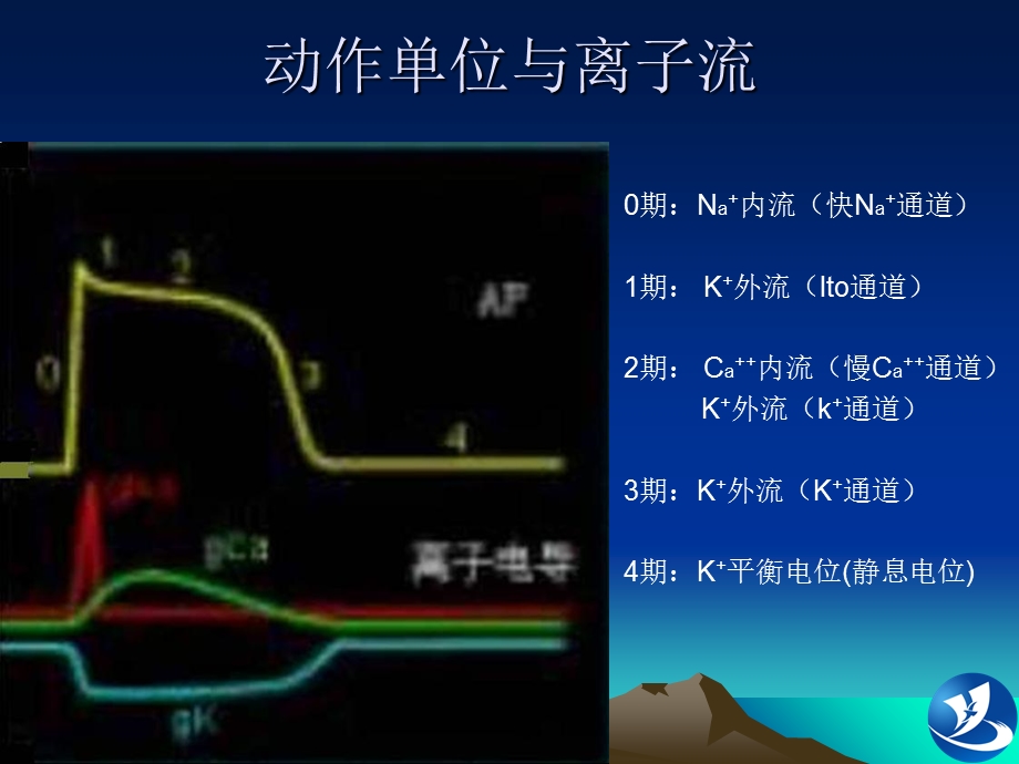 《心电图培训》PPT课件.ppt_第2页