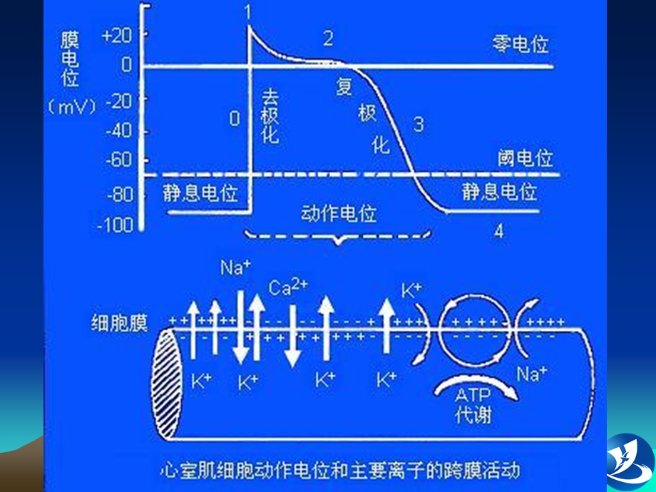 《心电图培训》PPT课件.ppt_第3页