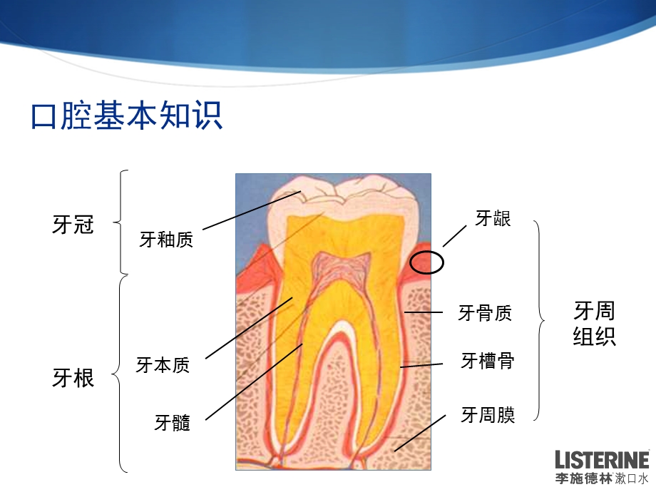 《孕妇口腔保健》PPT课件.ppt_第2页