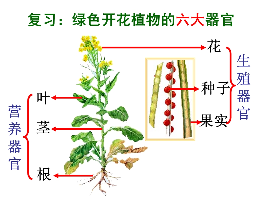 711植物的生殖.ppt_第3页