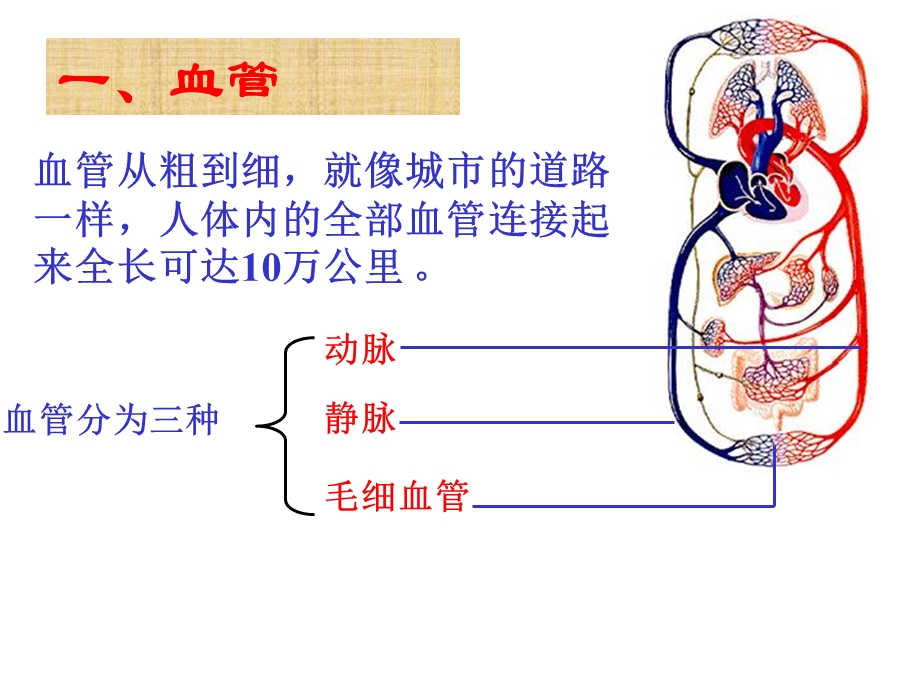 《心脏和血管》PPT课件.ppt_第3页