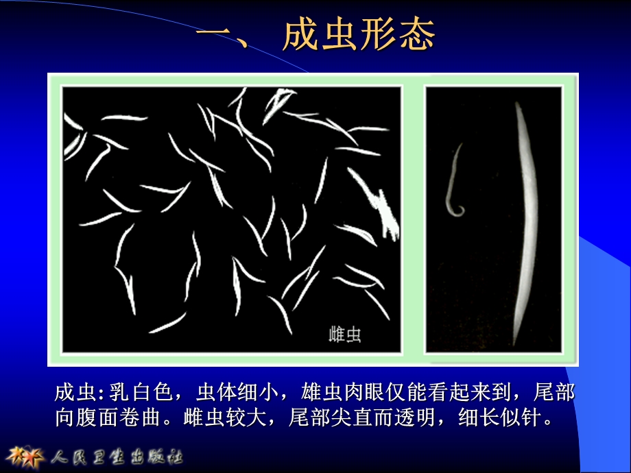 《寄生虫检验》PPT课件.ppt_第2页