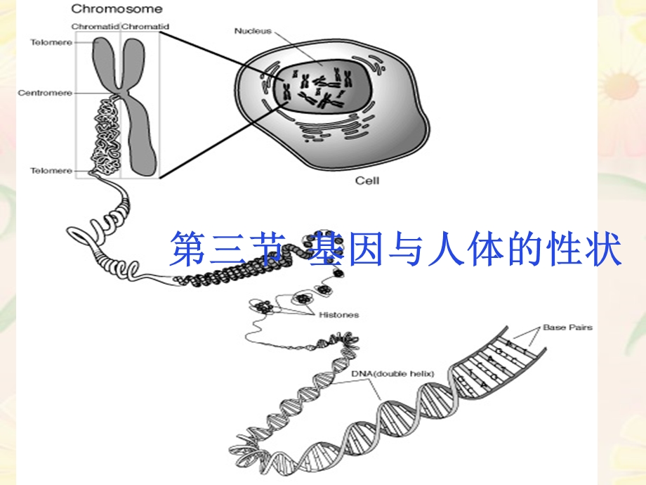 《基因与人体性状》PPT课件.ppt_第1页