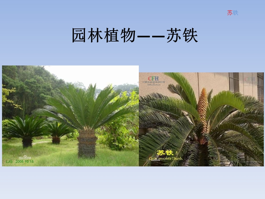 《园林植物苏铁》PPT课件.ppt_第1页