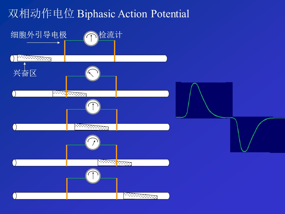 实验八：影响神经冲动传导的因素观察.ppt_第3页