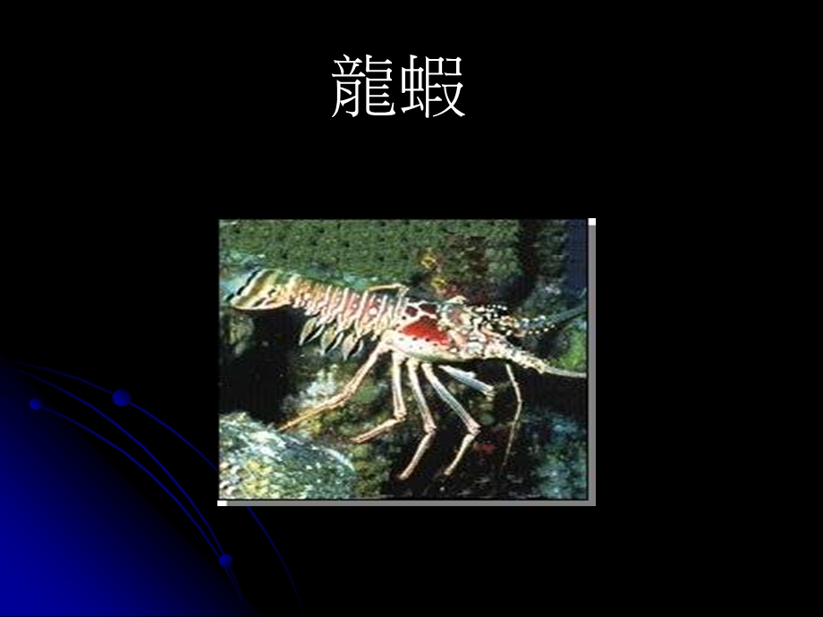 《动物猜谜》PPT课件.ppt_第3页