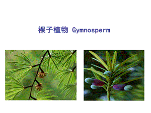 《常见裸子植物》PPT课件.ppt