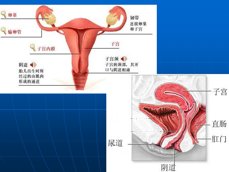 《常见病妇科》PPT课件.ppt_第3页