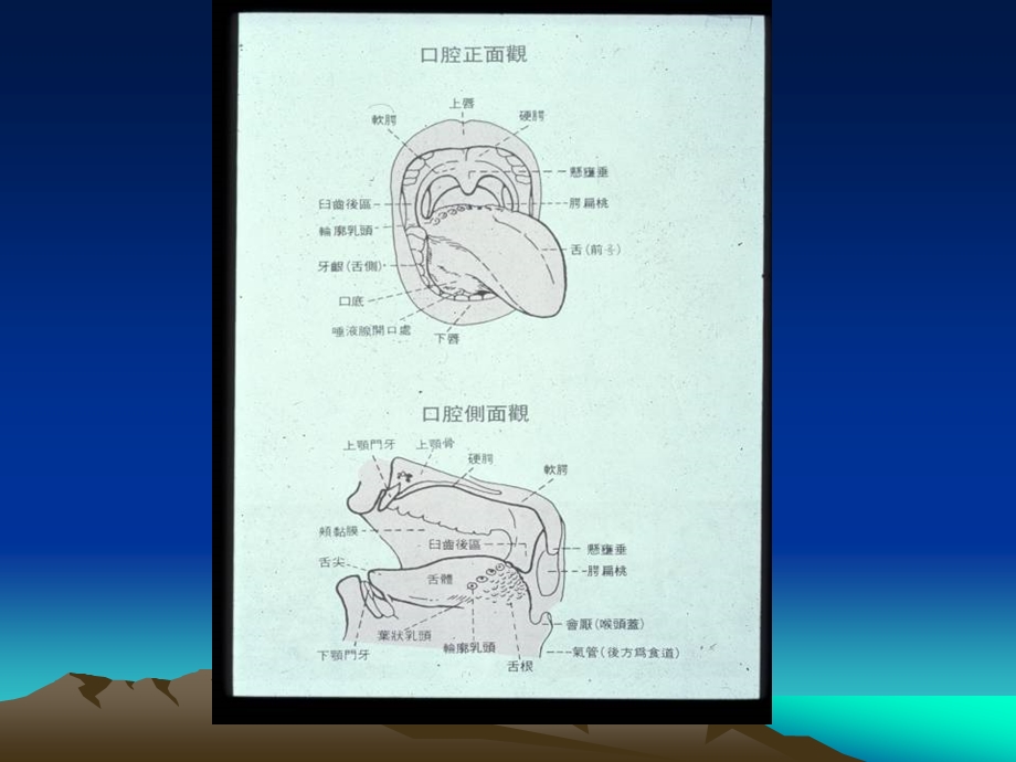 《头颈部肿瘤学》PPT课件.ppt_第3页