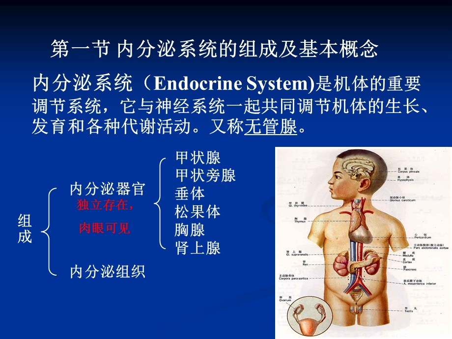 7内分泌系统、感觉器.ppt_第2页