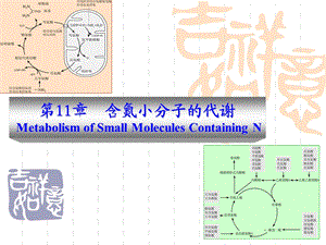 《含氮小分子的代谢》PPT课件.ppt