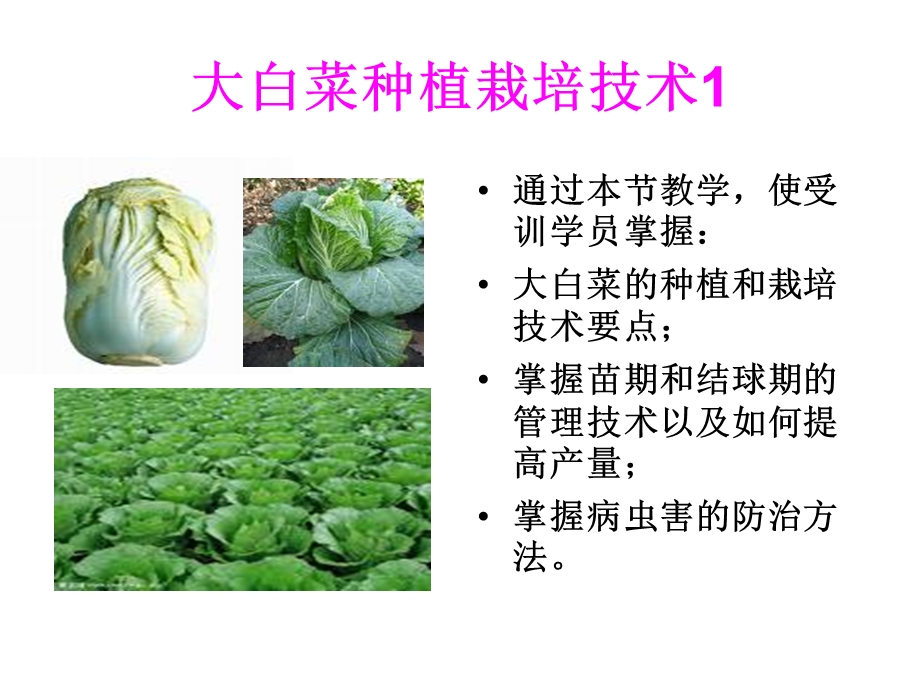 《大白菜种植栽培技》PPT课件.ppt_第1页