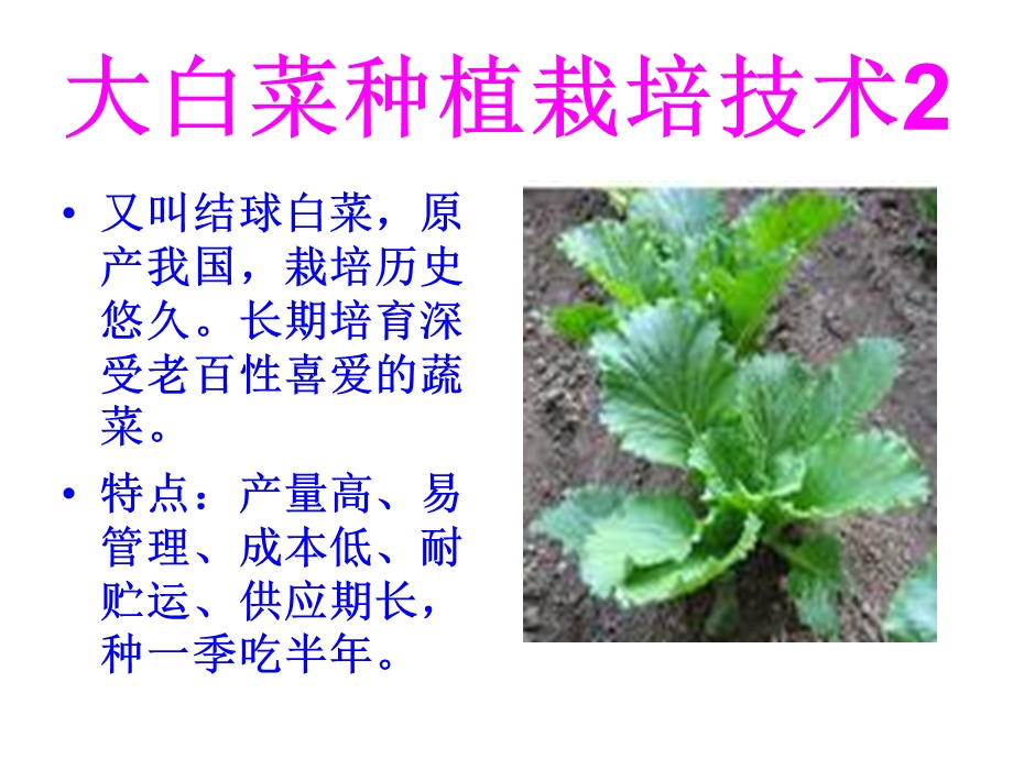 《大白菜种植栽培技》PPT课件.ppt_第2页