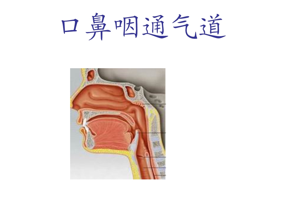 《口鼻咽通气道》PPT课件.ppt_第1页