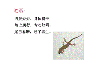 《奇妙的护身术》PPT课件.ppt