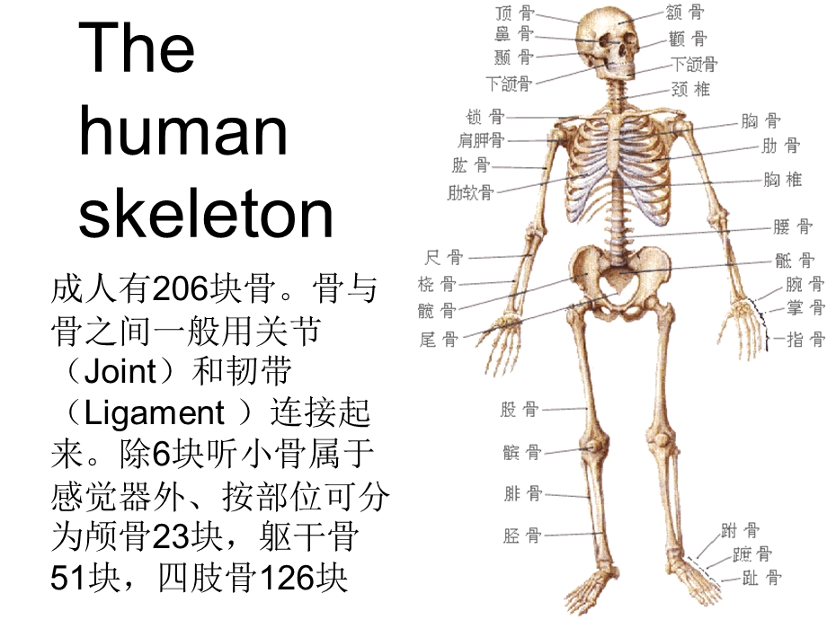 《人体骨骼介绍》PPT课件.ppt_第1页