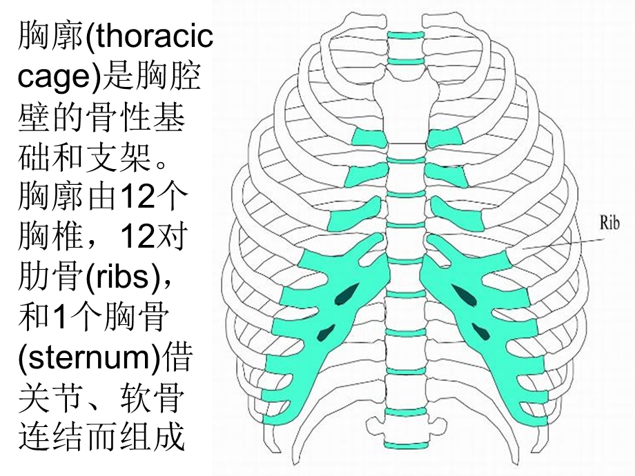 《人体骨骼介绍》PPT课件.ppt_第2页