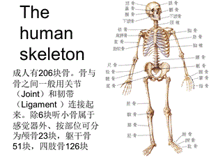 《人体骨骼介绍》PPT课件.ppt