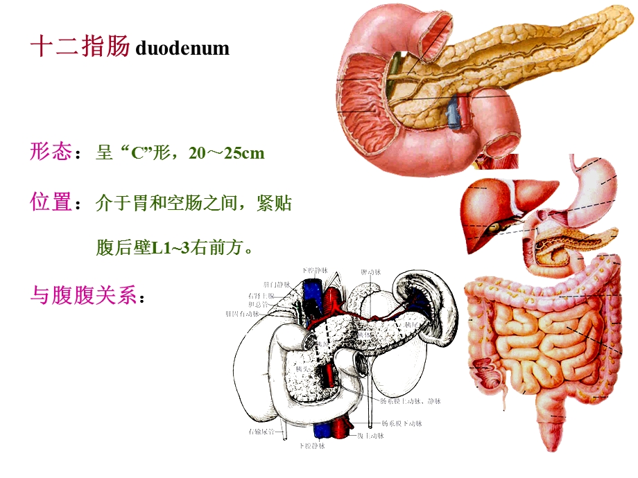 《局解结肠上区》PPT课件.ppt_第3页