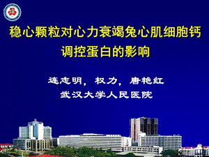 稳心颗粒对心力衰竭兔心肌细胞钙调控蛋白的影响.ppt