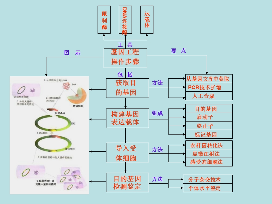 《基因工程流程》PPT课件.ppt_第1页