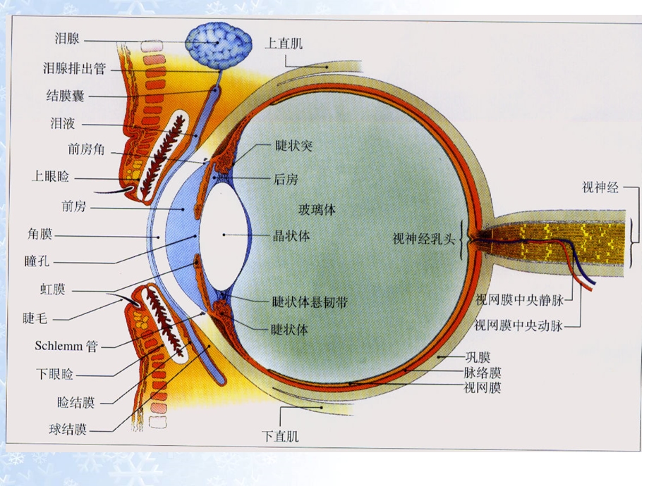 四、角膜炎病人的护理.ppt_第3页