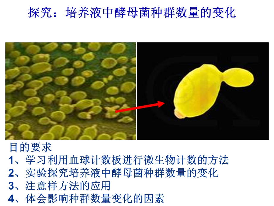 探究：酵母菌种群数量的变化123.ppt_第1页