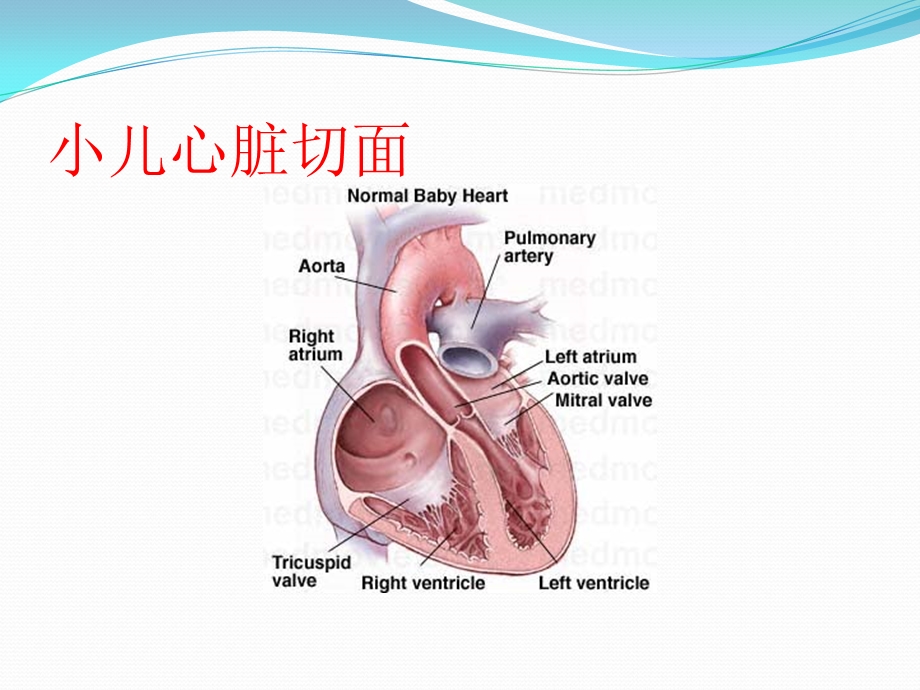 《小儿心律失常》PPT课件.ppt_第3页