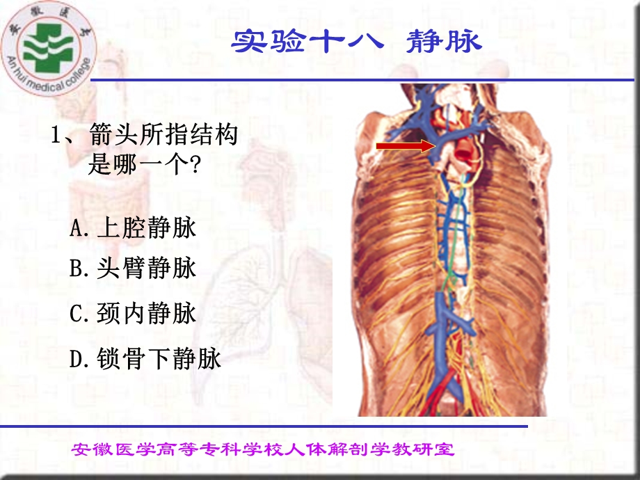 《实验十八静脉》PPT课件.ppt_第2页