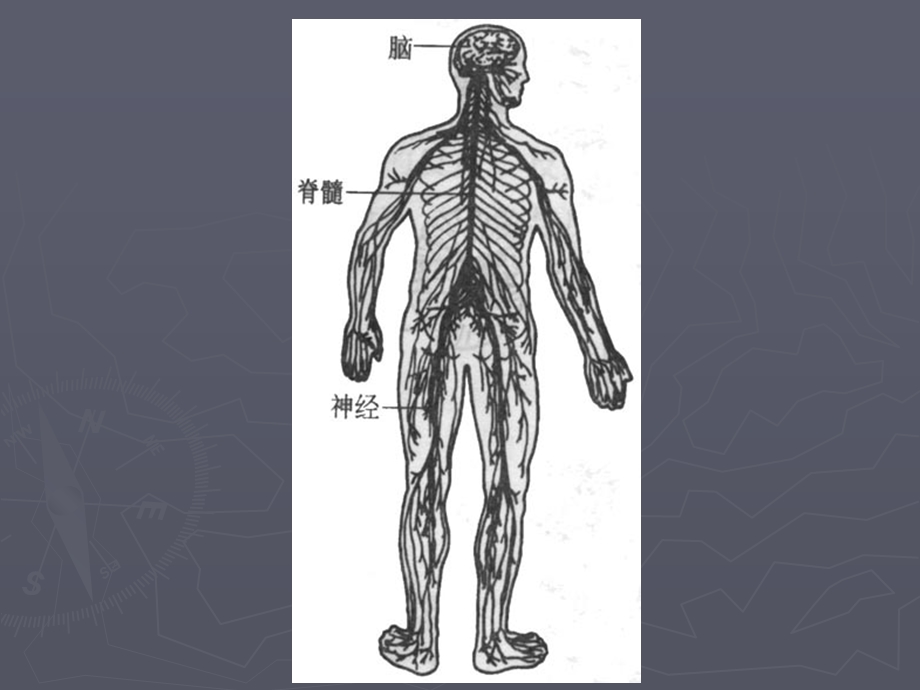 《儿童神经系统》PPT课件.ppt_第3页