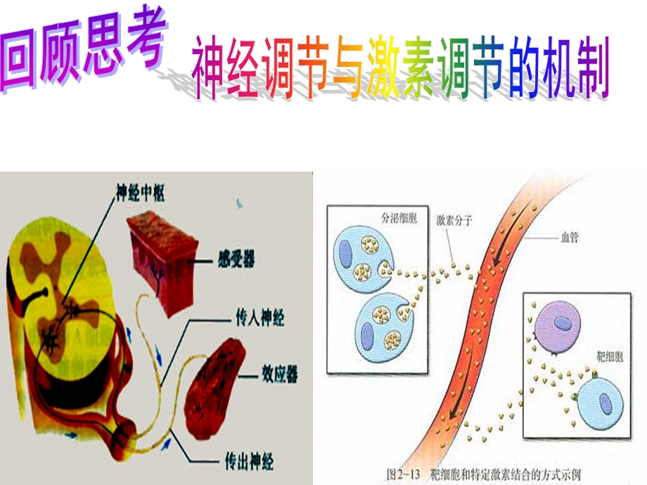 神经调节和激素调节.ppt_第1页