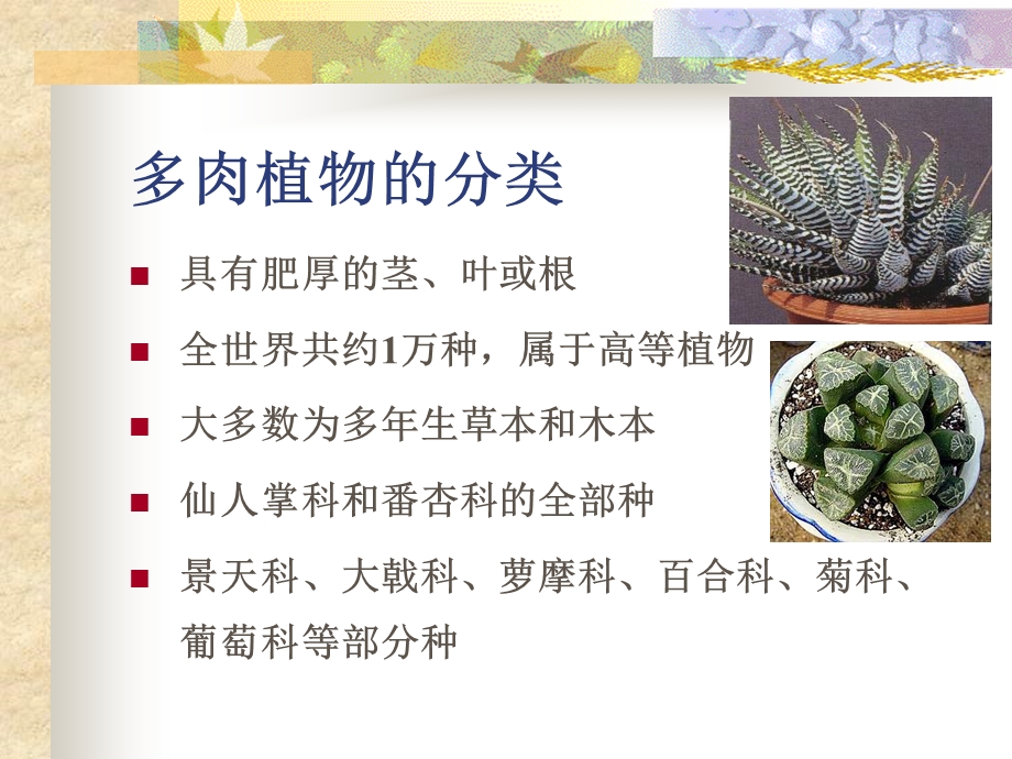 《多肉植物汇总》PPT课件.ppt_第2页