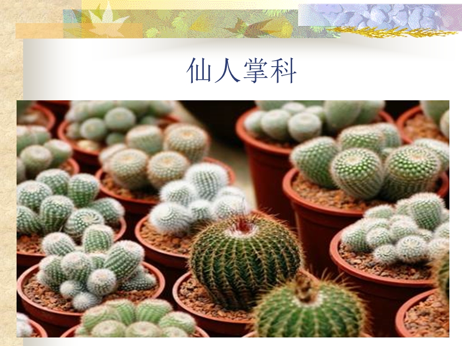 《多肉植物汇总》PPT课件.ppt_第3页