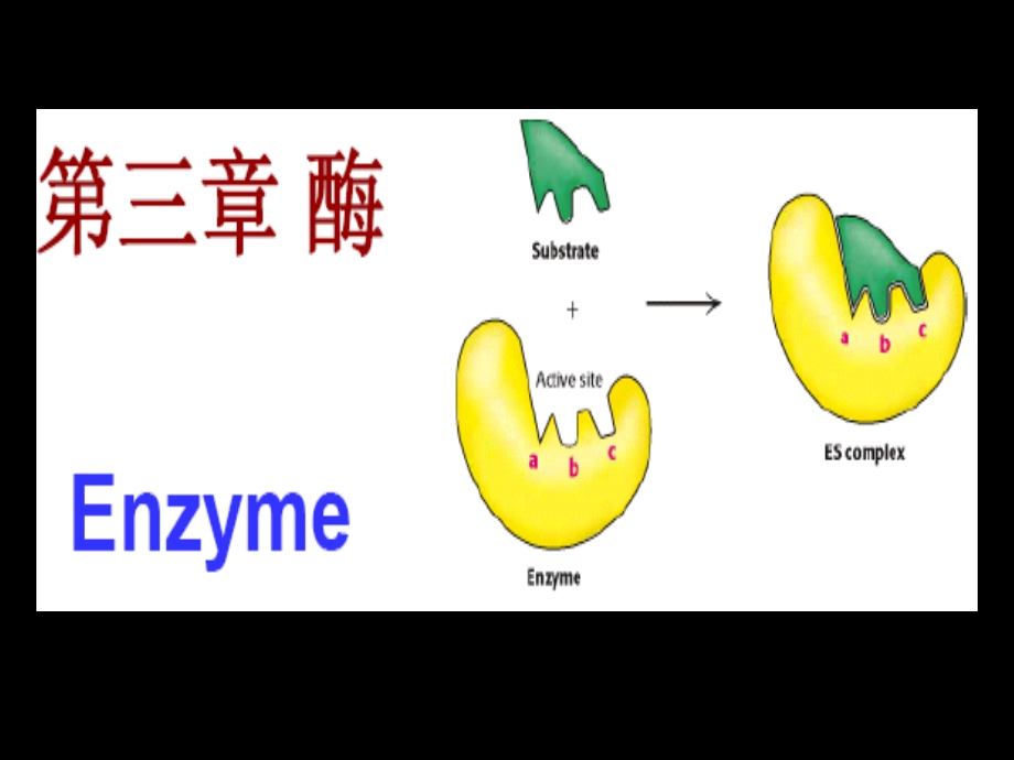 生化 第三章酶.ppt_第1页