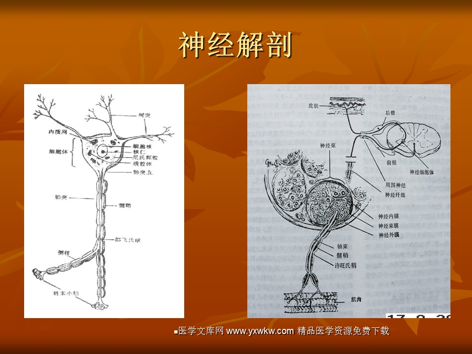 医学文库网 周围神经卡压综合征.ppt_第2页