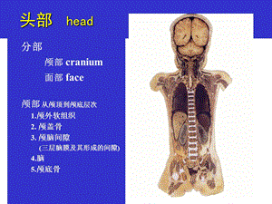 《头部解剖图谱》PPT课件.ppt