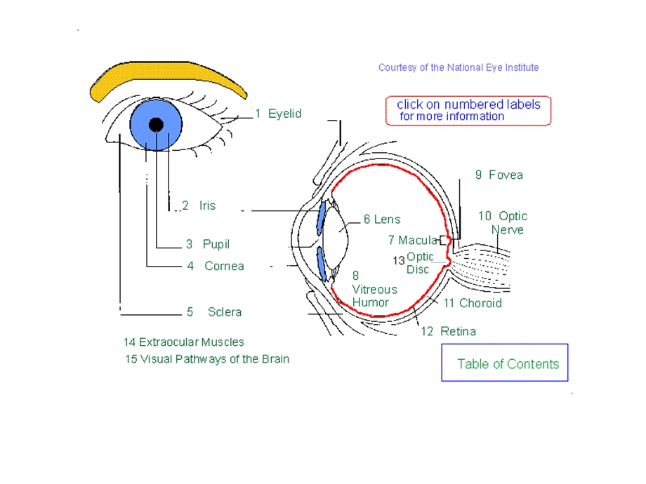 《人眼视觉特性》PPT课件.ppt_第3页