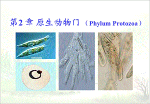 《原生动物门》PPT课件.ppt