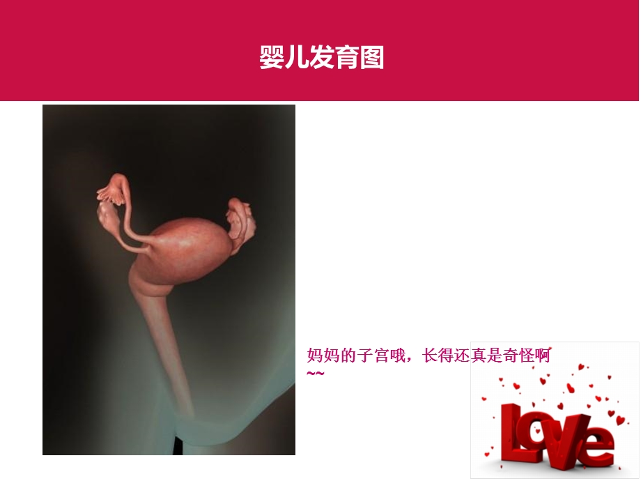 《婴儿发育》PPT课件.ppt_第3页