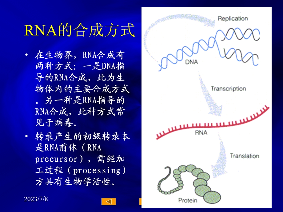 《RNA转录》PPT课件.ppt_第3页